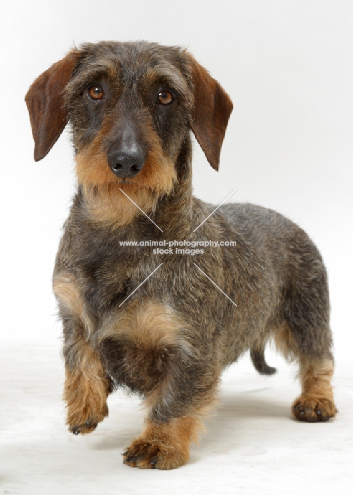 Dachshund Wirehaired on white background, looking at camera