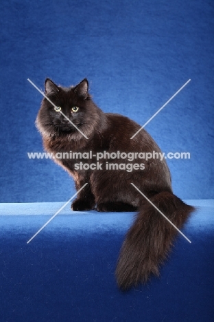 Siberian cat, sitting down