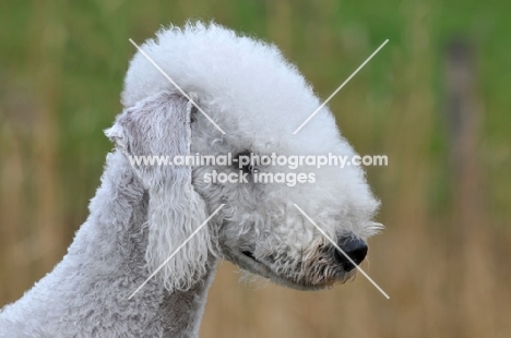 Bedlington Terrier profile