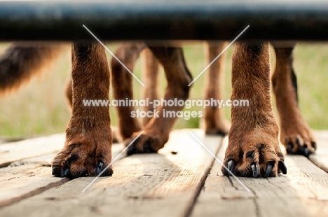 Rottweiler and GSD paws on decking at sunset