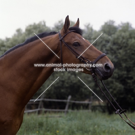 Gondal, Danish Warmblood head and shoulders 