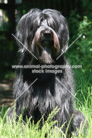 Briard, hair covering eyes