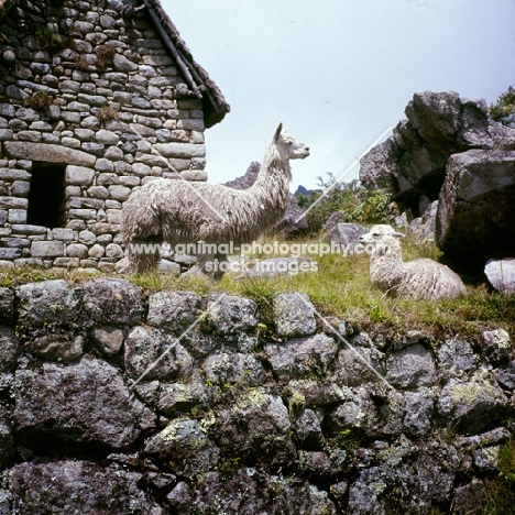 two lamas in peru