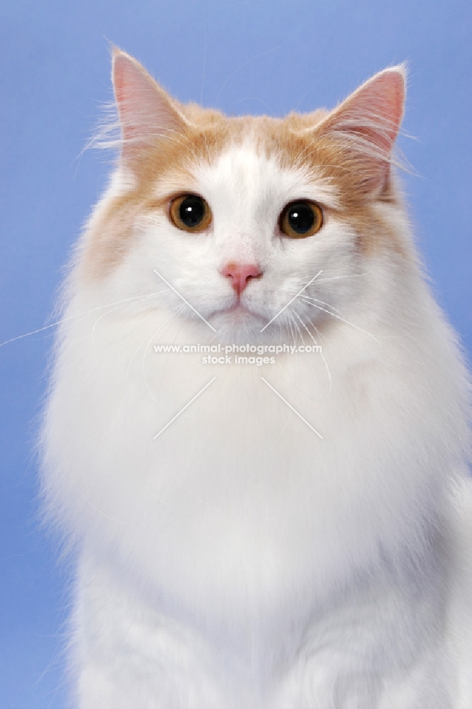 Cream Mackerel Tabby & White Norwegian Forest Cat
