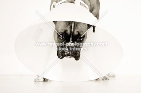 elizabethan collar on boxer