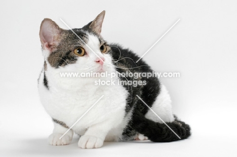American Wirehair cat, Brown Classic Tabby & White coloured, looking away