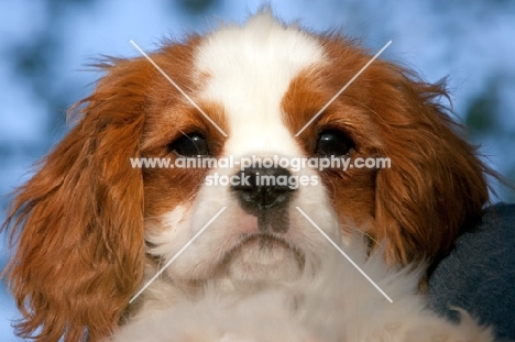 Cavalier King Charles Spaniel puppy, portrait