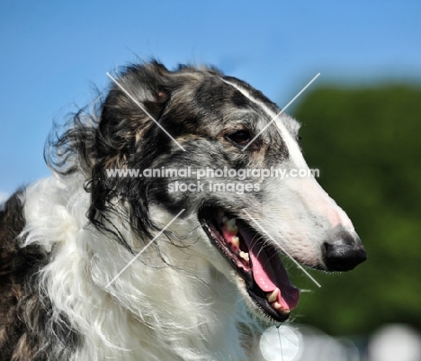 Borzoi