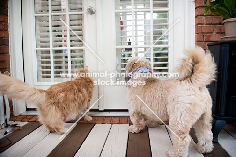 orange maine coon cat and terrier mix dog looking through door