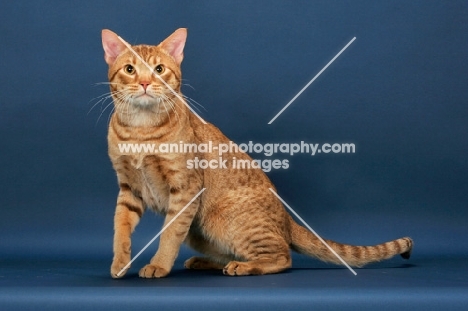 Ocicat, cinnamon spotted tabby colour