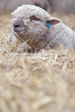 South Down lamb lying in straw