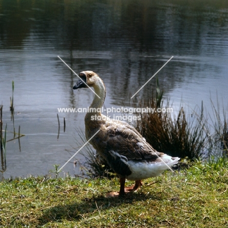chinese goose at waterside, side view