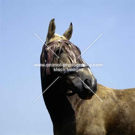 palomino horse with fly protection on head