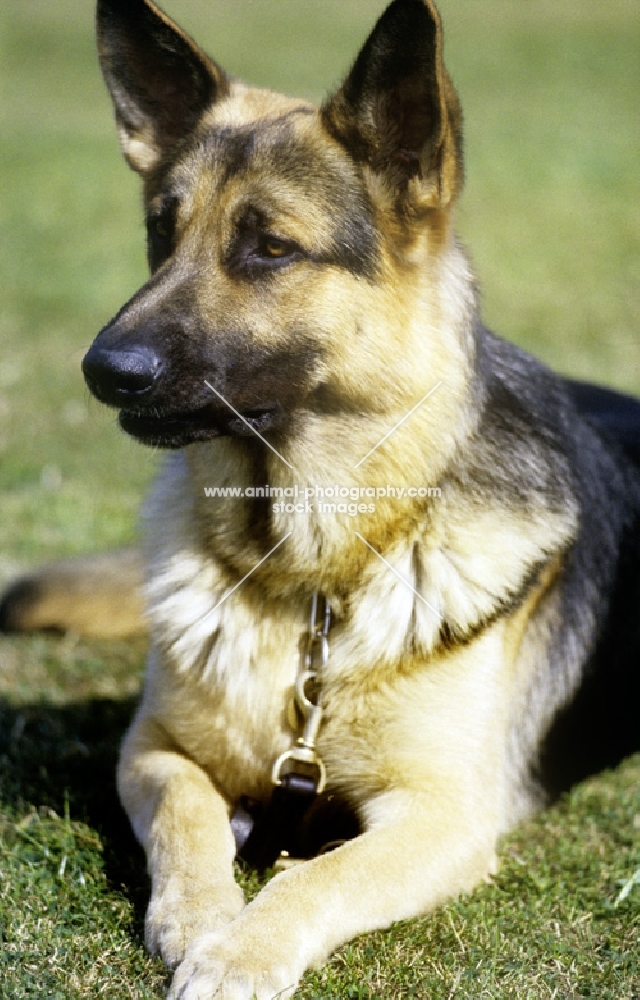 german shepherd dog trained for police work