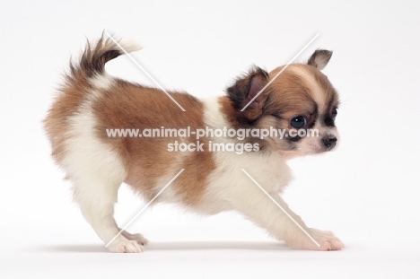 cute longhaired Chihuahua puppy side view