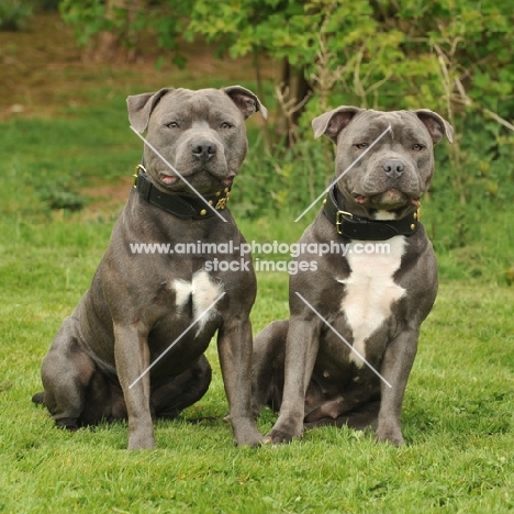 two Staffordshire Bull Terriers