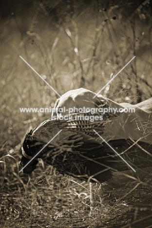 yellow labrador retriever retrieving pheasant