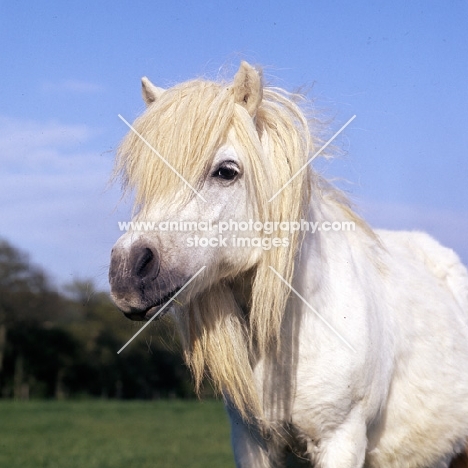 elderley shetland pony