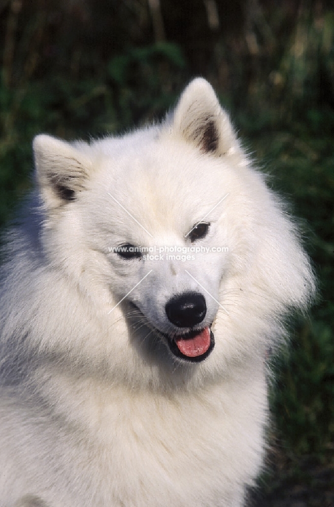 Japanese spitz portrait