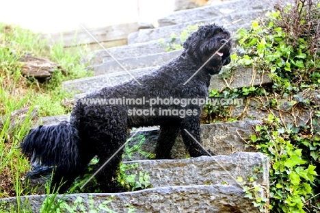 black Portuguese Water Dog on steps