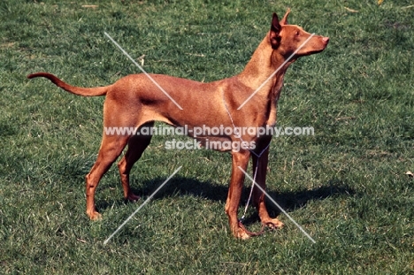 pharaoh hound