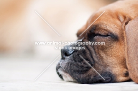 cute Boxer puppy sleeping