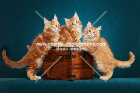 three Maine Coon kittens