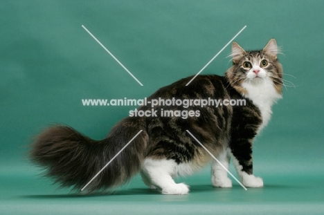 Norwegian Forest Cat standing on green background