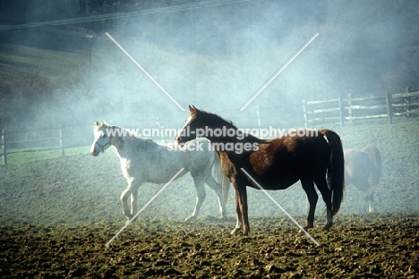 arab mares in a field with misty background