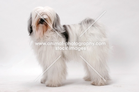 Tibetan Terrier, Australian Champion, side view