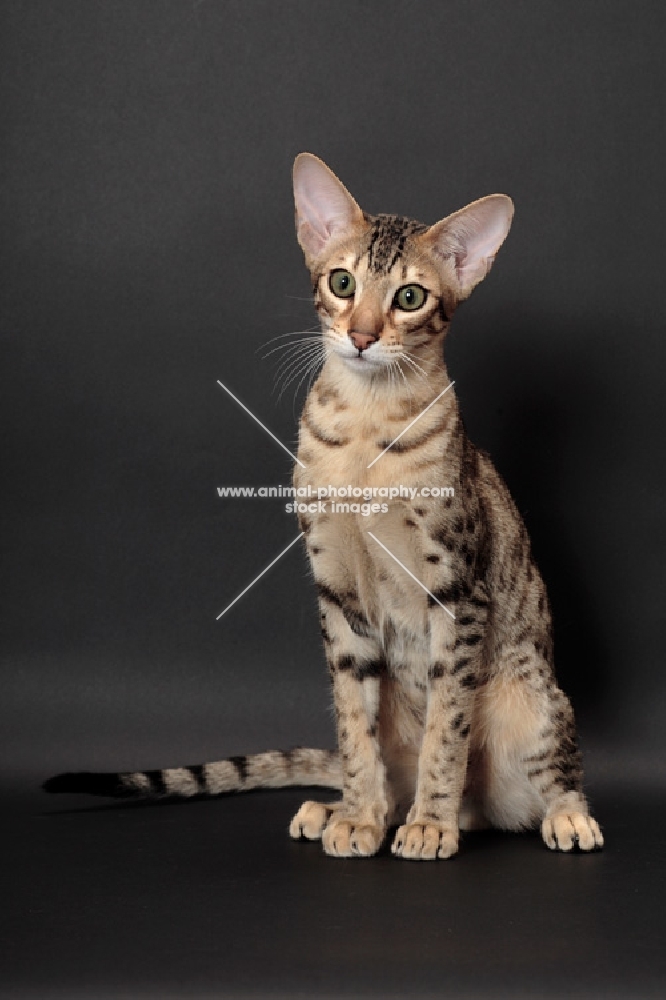 Serengeti cat, brown spotted tabby colour