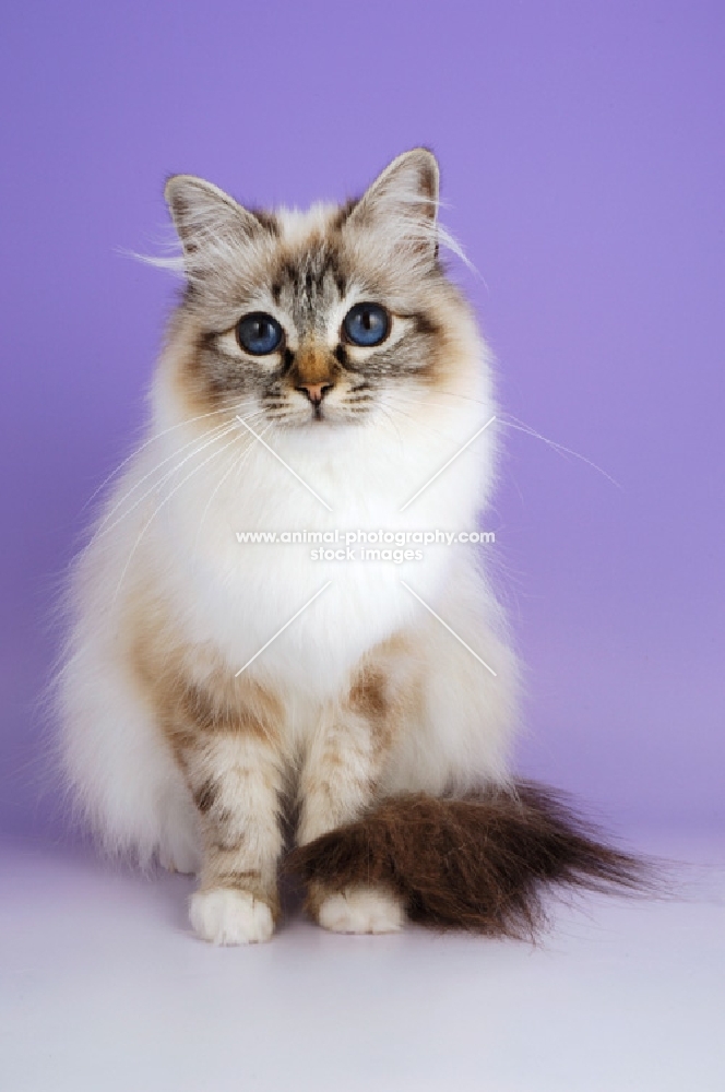 seal tabby point birman cat looking at camera