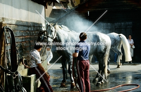 hosing hungarian horses during driving competition at Zug