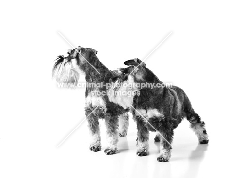 two miniature schnauzers on white background