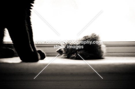 Black cat sitting in window with toy