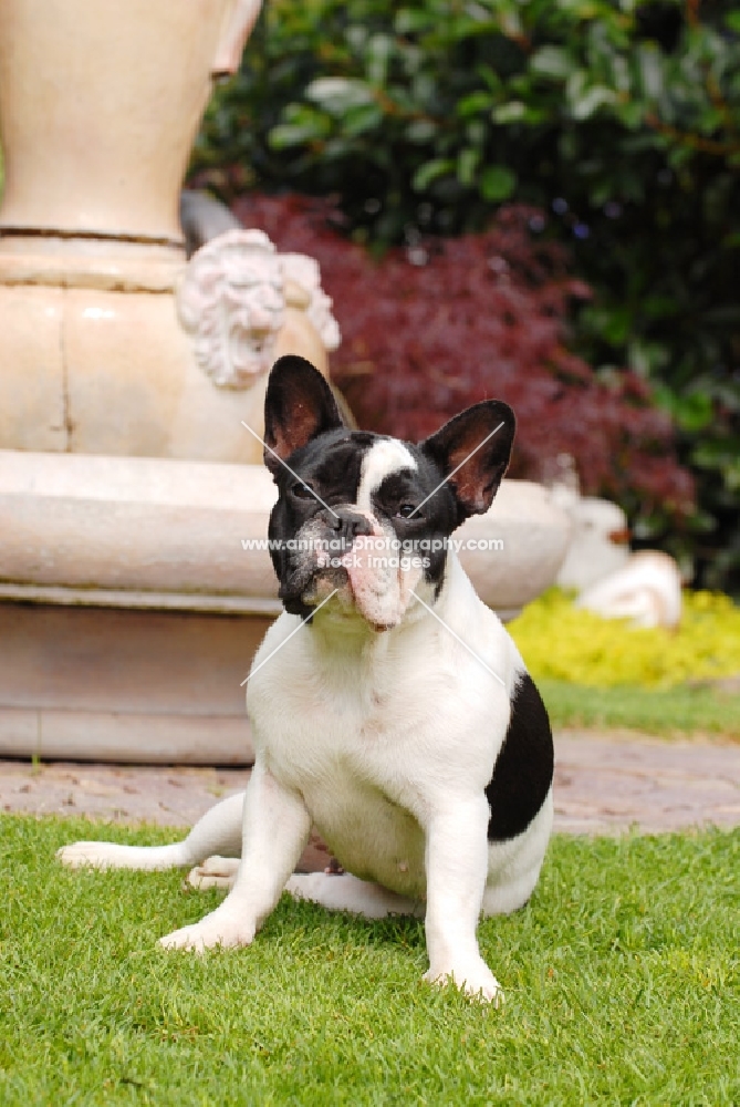french bulldog sitting in garden