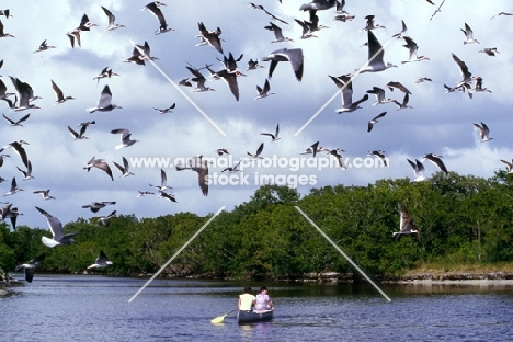 black skimmers flying off florida