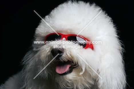 bichon frise with red sunglasses