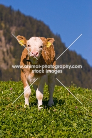 calf in the alps
