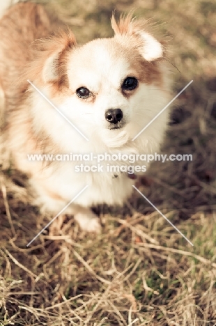 long-haired Chihuahua on grass