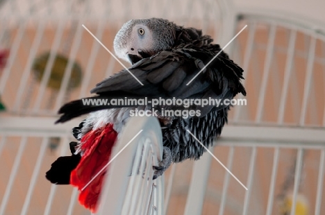 African Grey Parrot grooming
