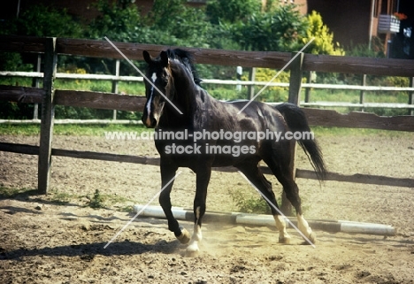 oldenburg stallion