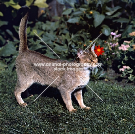 int ch cenicienta van mariëndaal, abyssinian cat with tail up