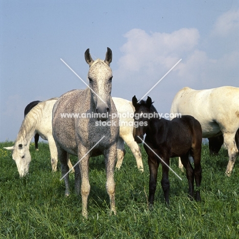 Lipizzaner mares and foal at Szilvasvarad