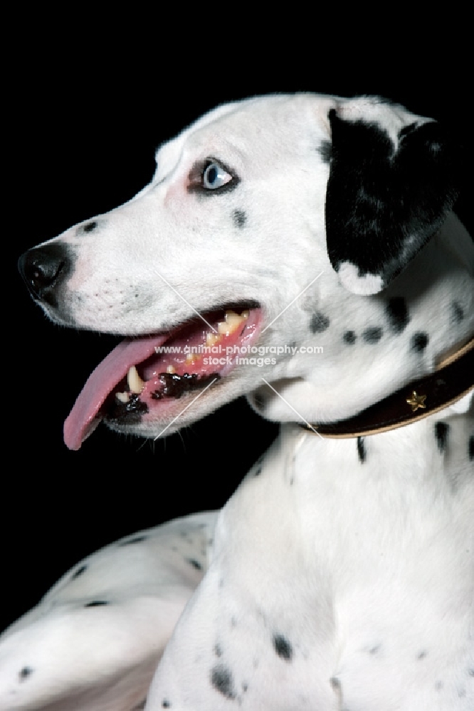 blue eyed dalmation lying down