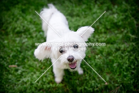 senior maltese smiling in grass with ears out