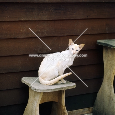 ch pitapat shane, red point siamese cat 