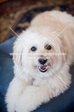 wheaten terrier mix lying on blue ottoman