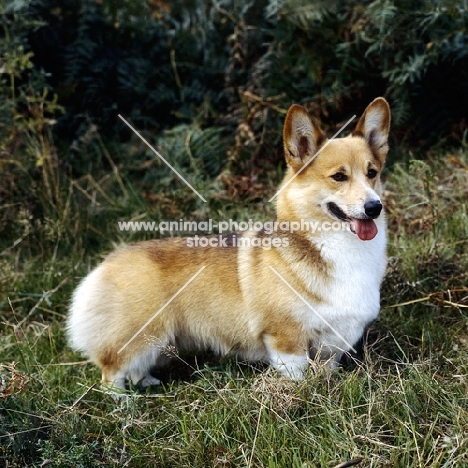 ch belroyd lovebird , pembroke corgi standing on grass