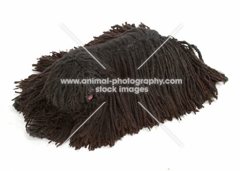 Australian Champion Puli lying down